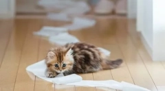 Как бързо да научите котето на тавата
